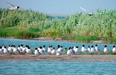 Робота Чорноморського біосферного заповідника НАН України за умов тимчасової окупації